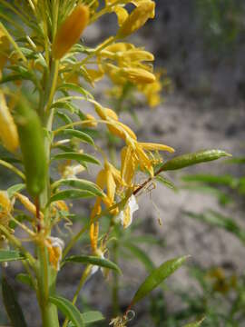 Image of Cleome lutea