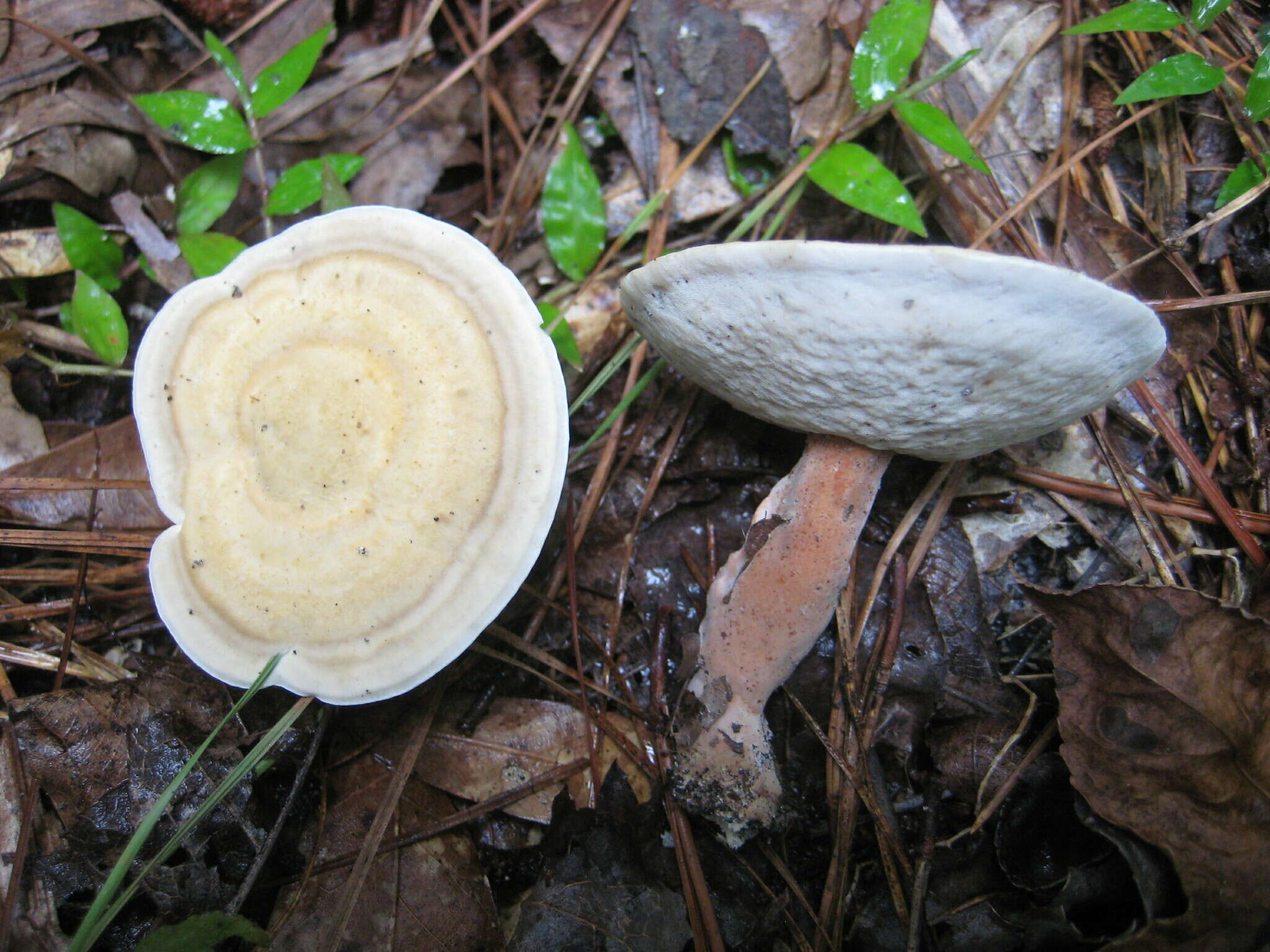 Image of Microporellus dealbatus (Berk. & M. A. Curtis) Murrill 1905