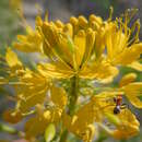 Image of Cleome lutea