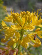 Image of Cleome lutea