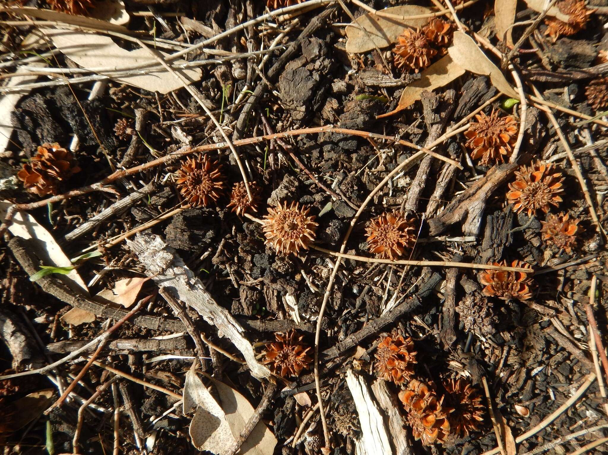 Image of bull-oak