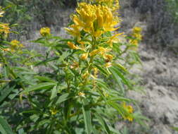 Image of Cleome lutea