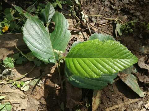 صورة Alnus acuminata subsp. arguta (Schltdl.) Furlow