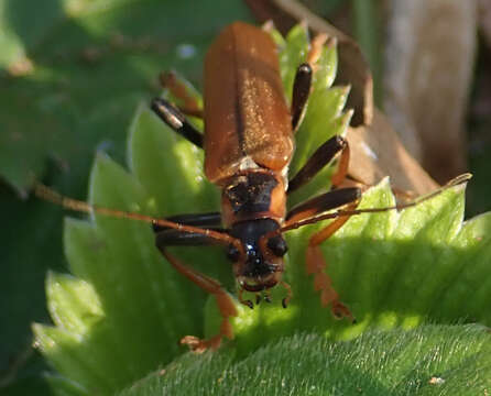 Imagem de <i>Lycocerus suturellus</i>