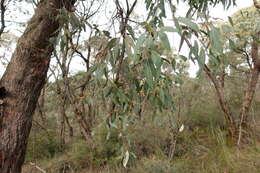 Image of Eucalyptus willisii P. Y. Ladiges, C. J. Humphries & M. I. H. Brooker