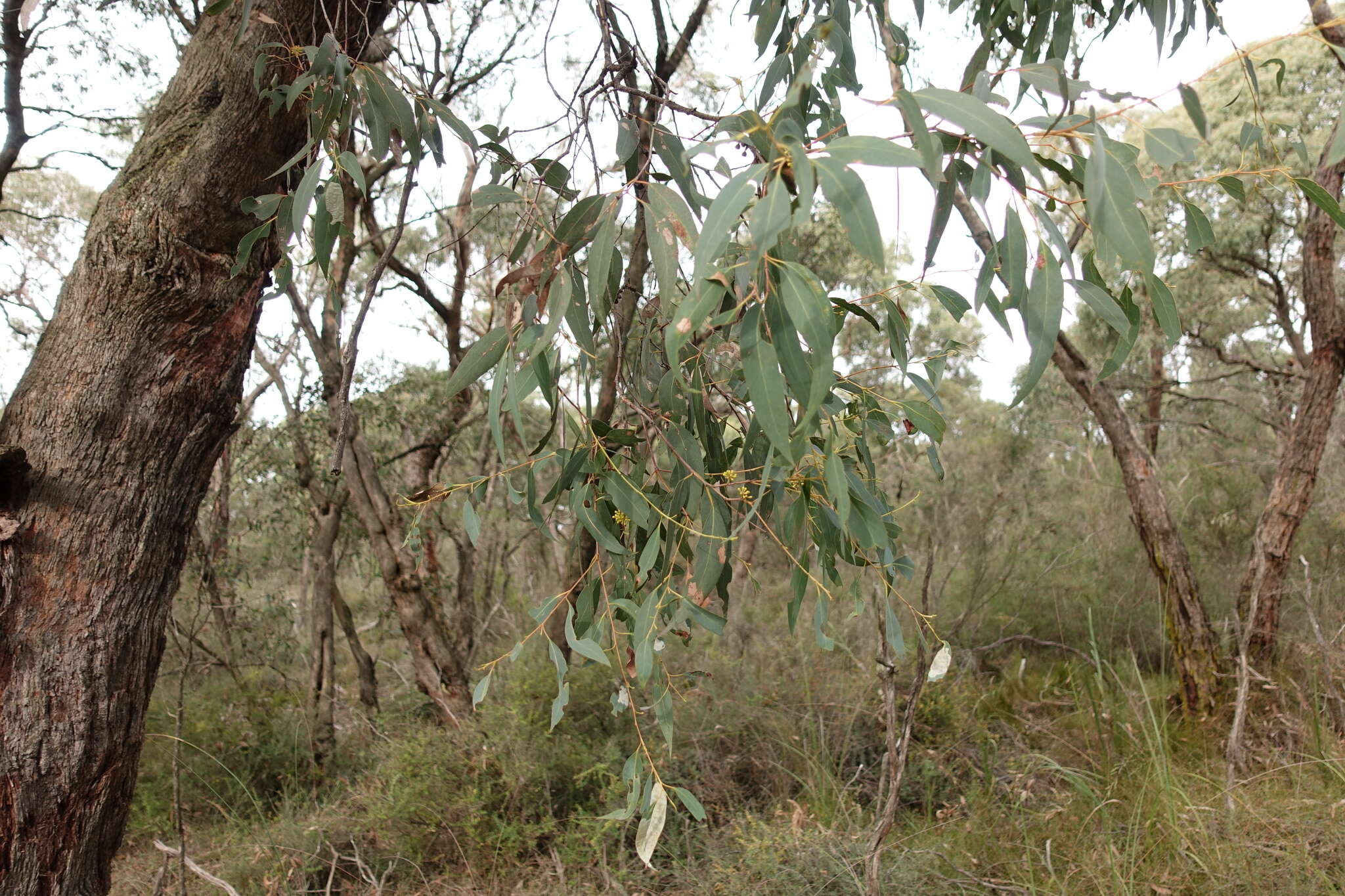 Image of Eucalyptus willisii P. Y. Ladiges, C. J. Humphries & M. I. H. Brooker