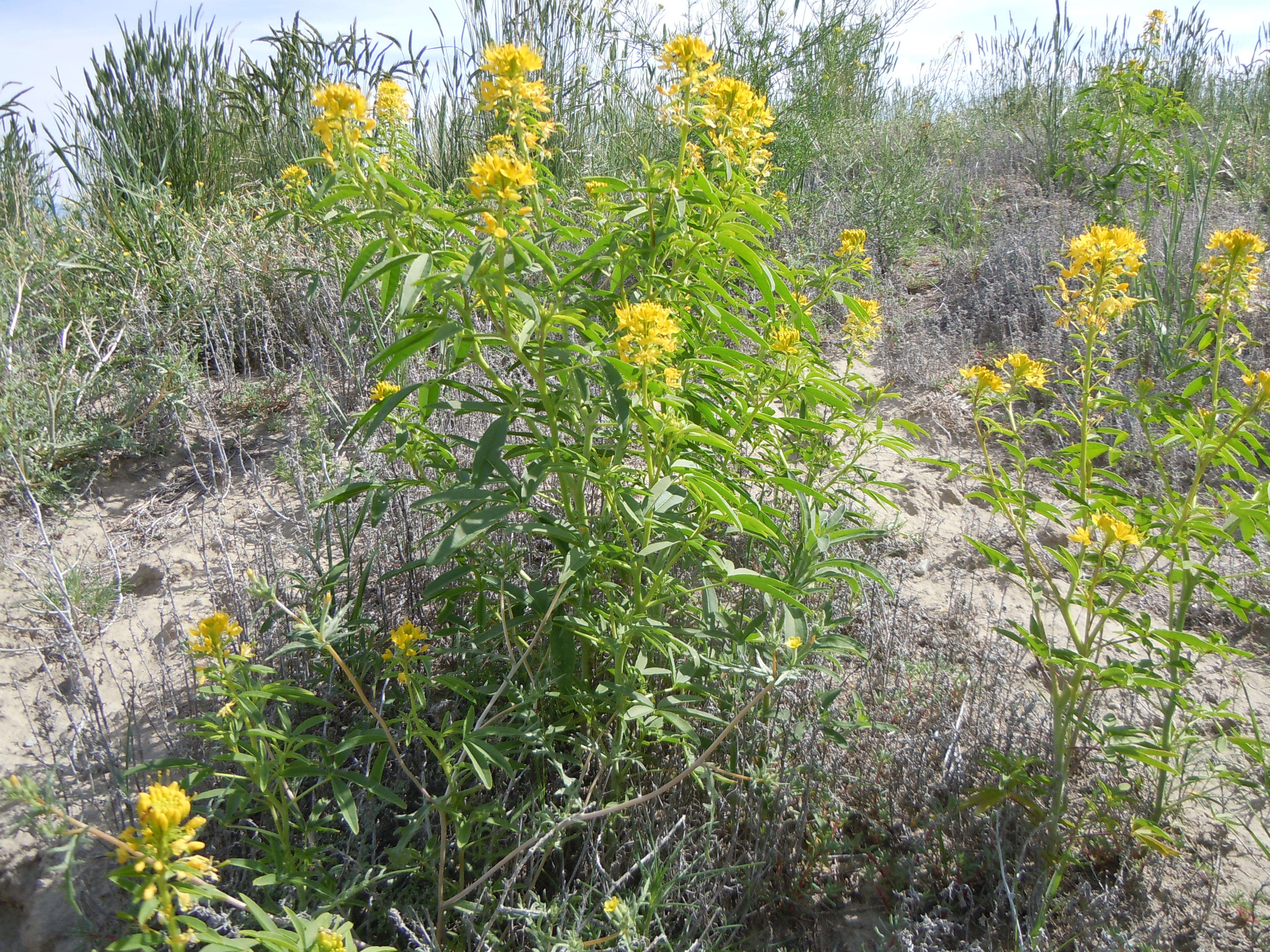 Image of Cleome lutea