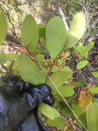 Image of Banksia mistletoe