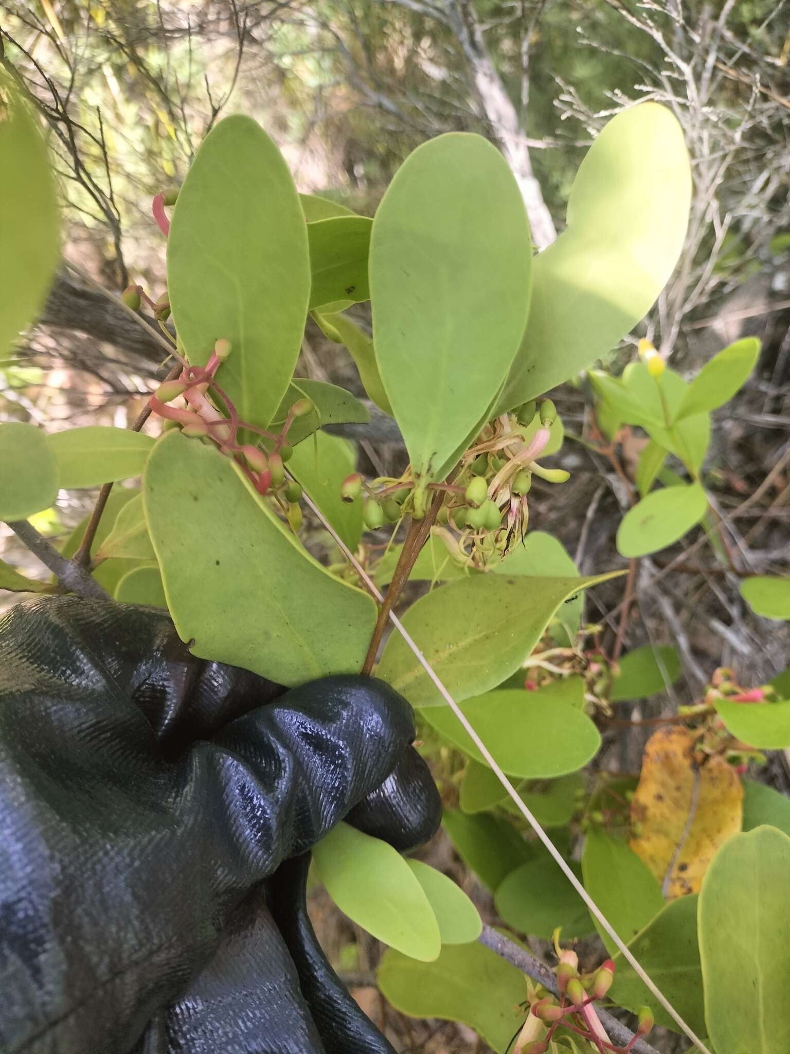 Image of Banksia mistletoe