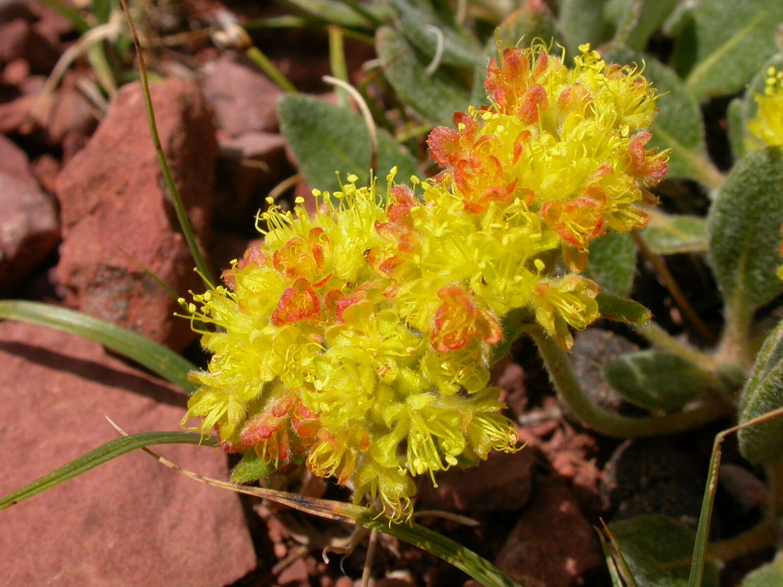 Image of alpine golden buckwheat