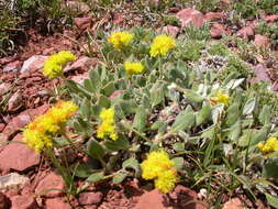 Image of alpine golden buckwheat