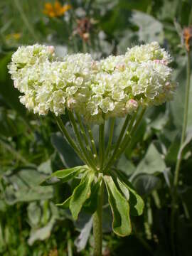 Image of sulphur-flower buckwheat