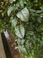 Image of Duranta mutisii L. fil.