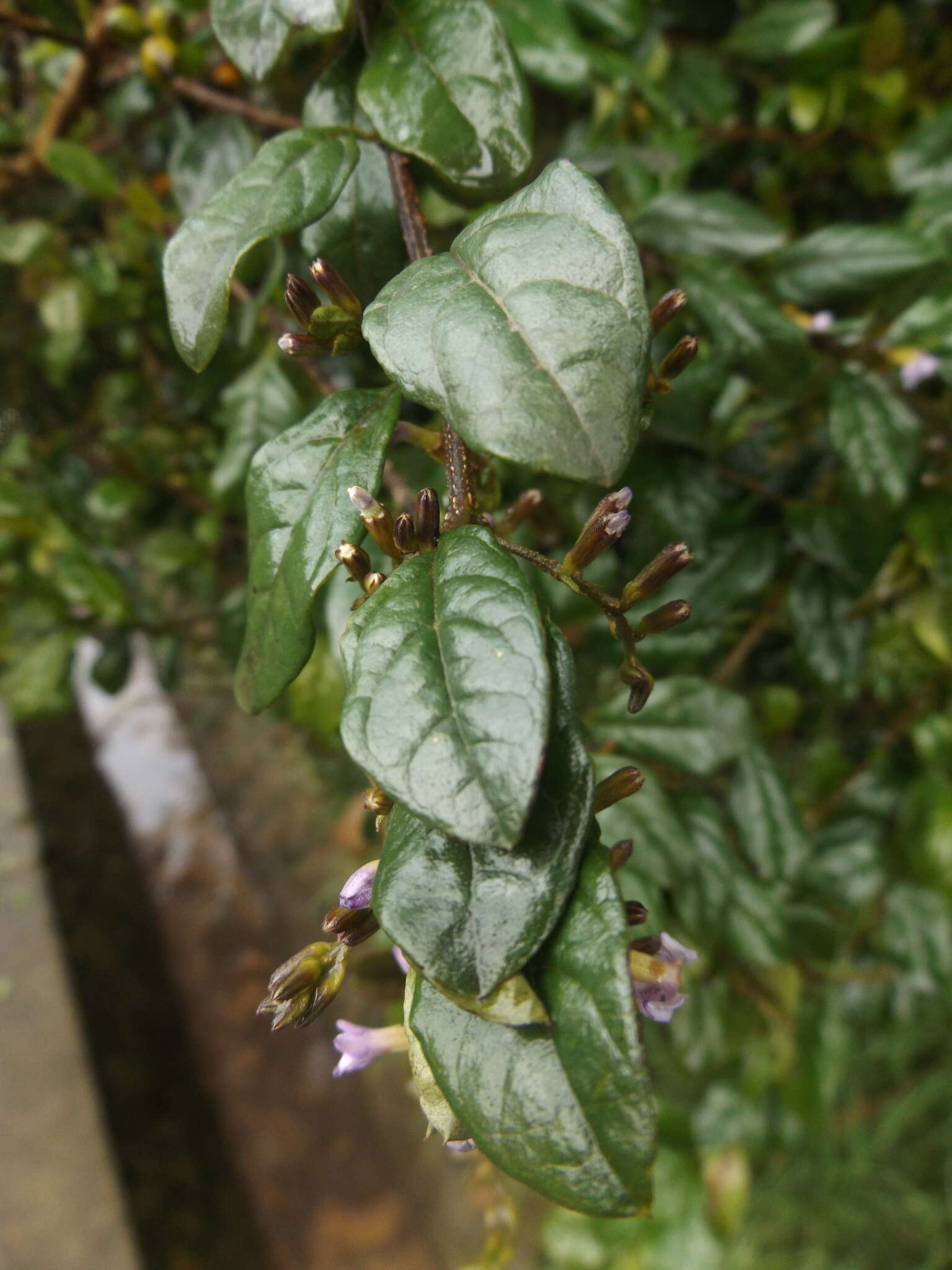 Image of Duranta mutisii L. fil.