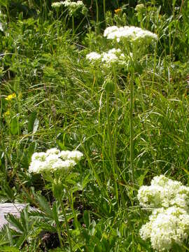 Image of sulphur-flower buckwheat