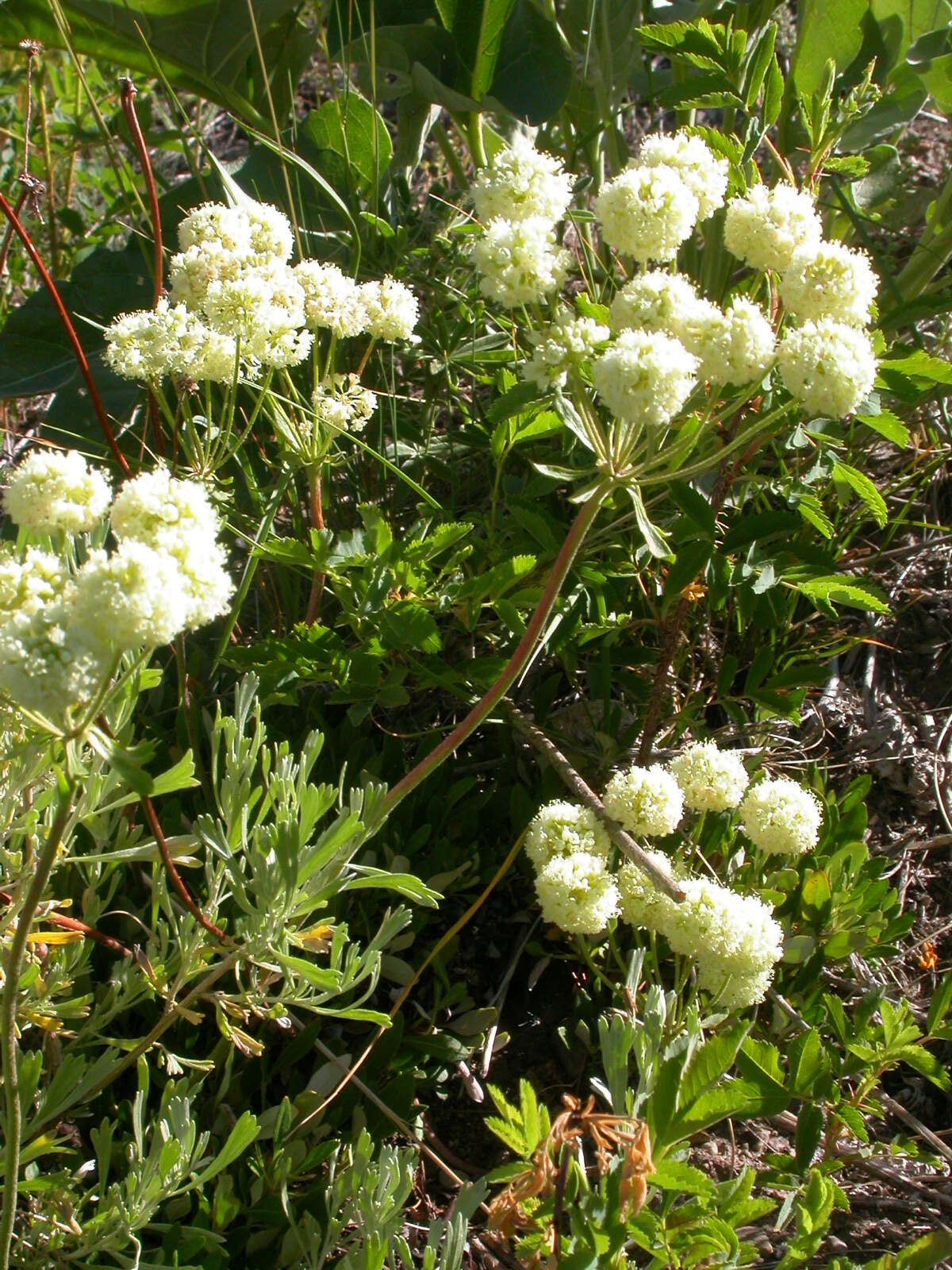 Image of sulphur-flower buckwheat