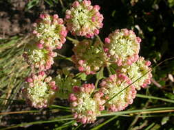 Image of sulphur-flower buckwheat