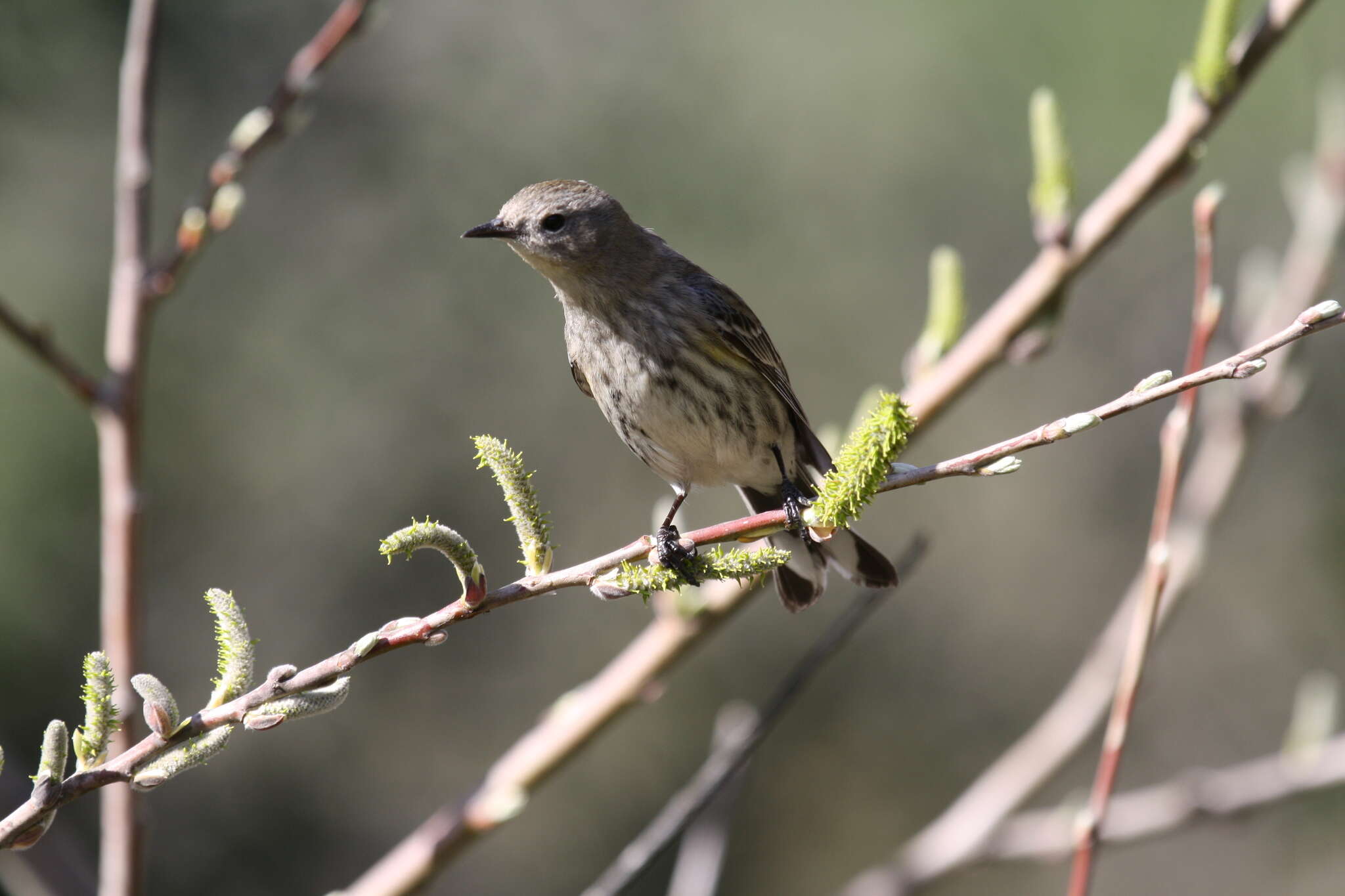 Image of Setophaga coronata auduboni (J. K. Townsend 1837)