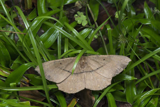 Image of Chorodna ochreimacula Prout 1914