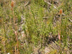 Image of Dipsacus fullonum