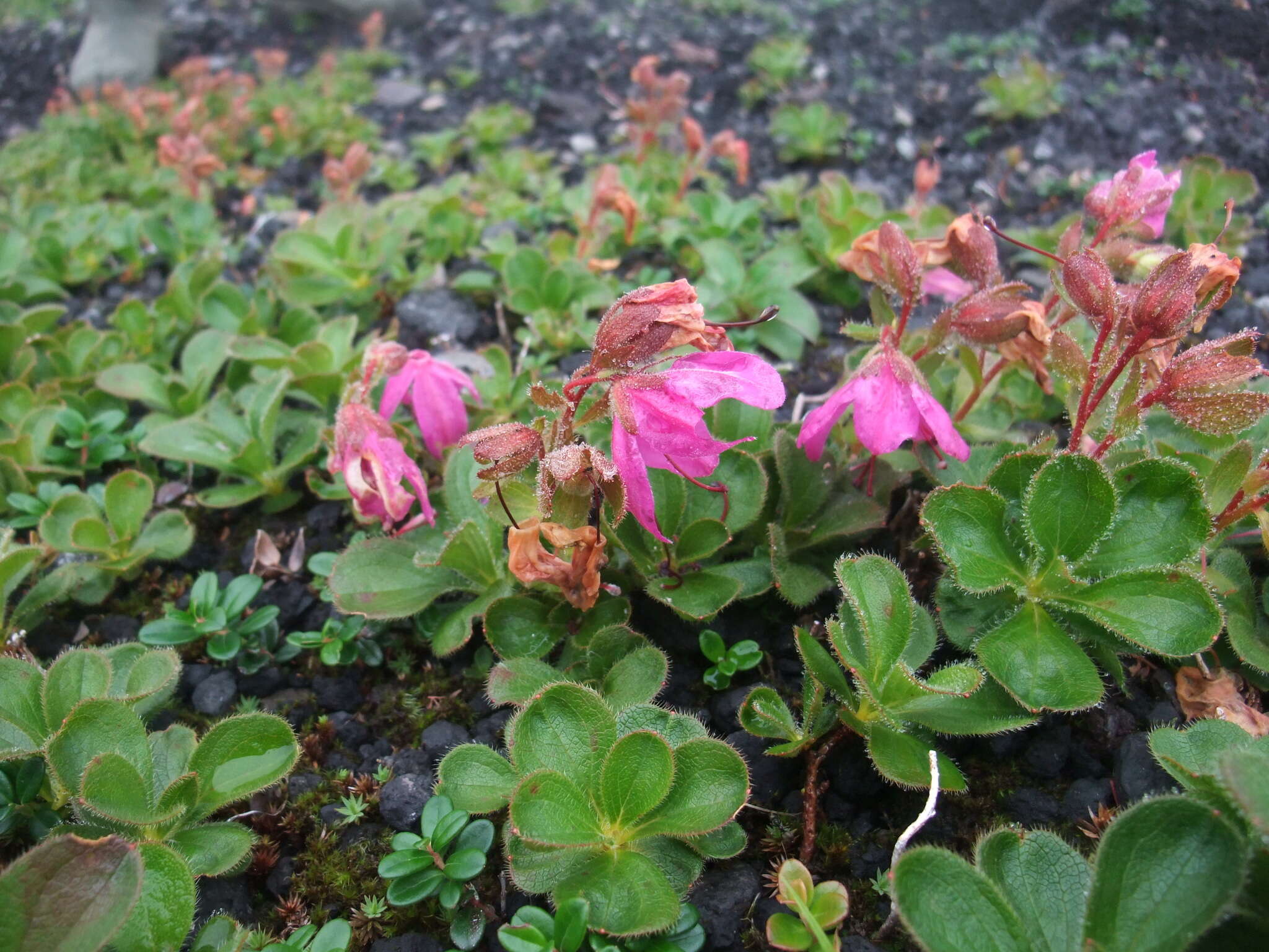 Imagem de Rhododendron camtschaticum Pall.