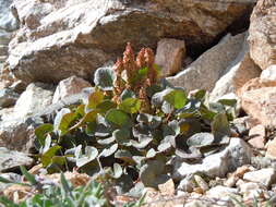 Image of mountainsorrel