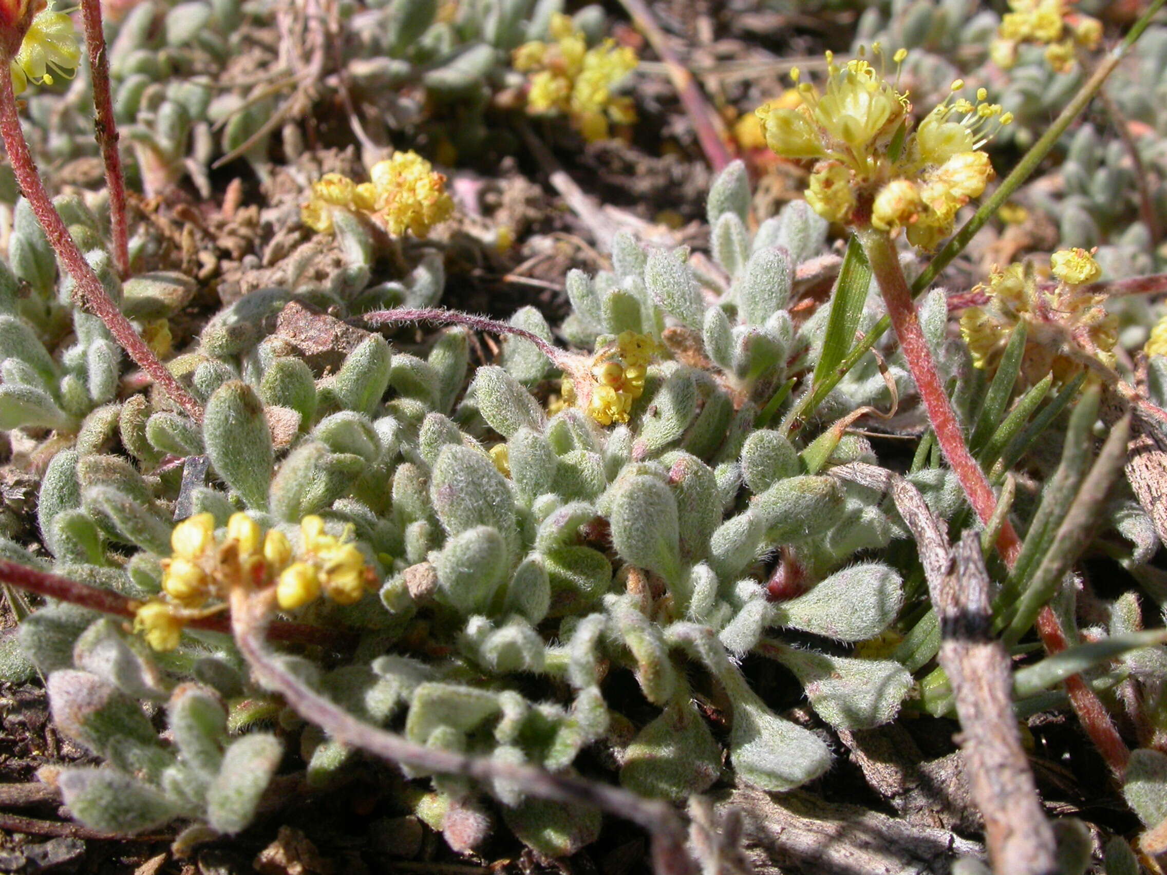 Imagem de Eriogonum caespitosum Nutt.