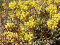 Imagem de Eriogonum caespitosum Nutt.