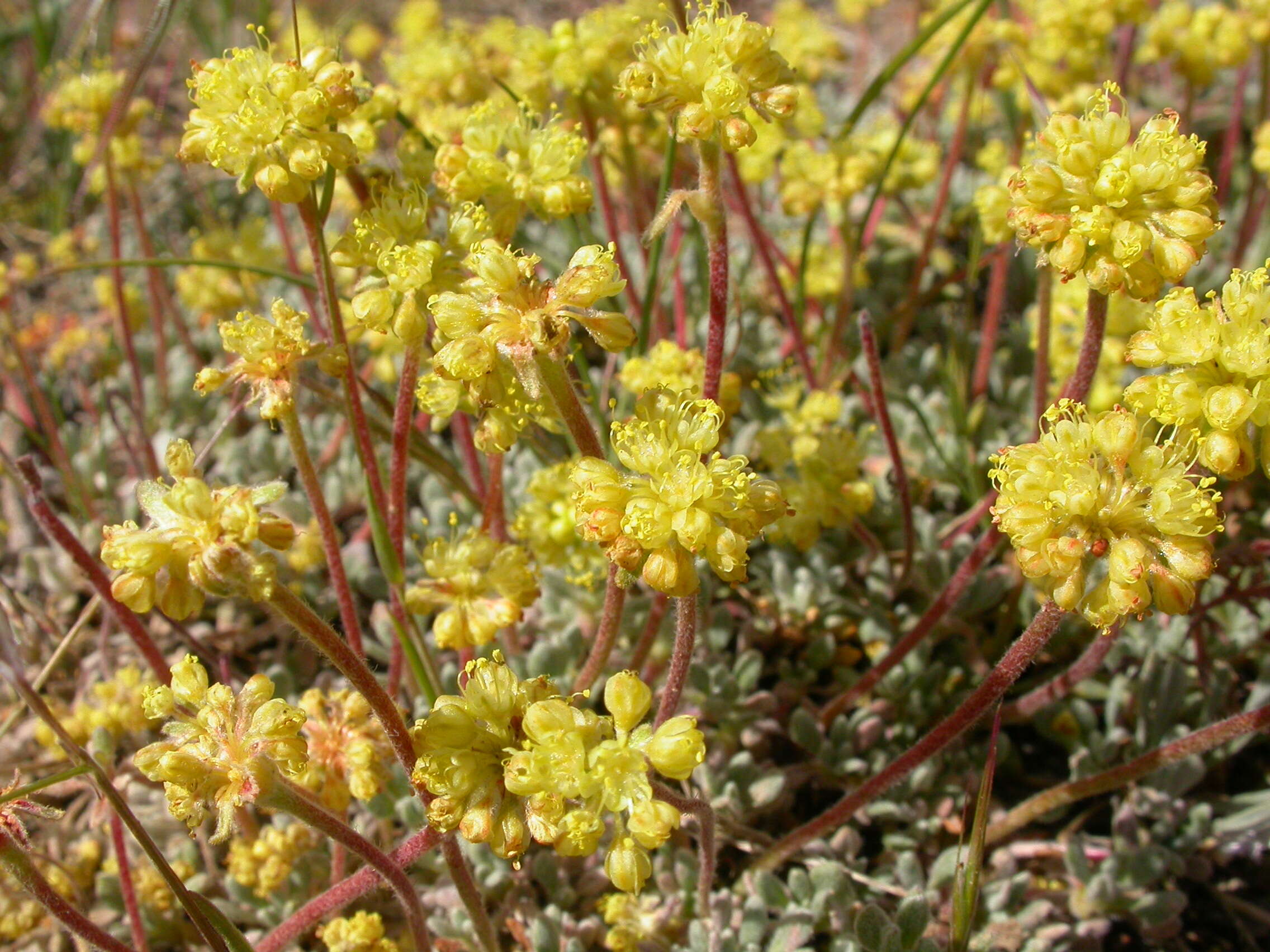 Imagem de Eriogonum caespitosum Nutt.