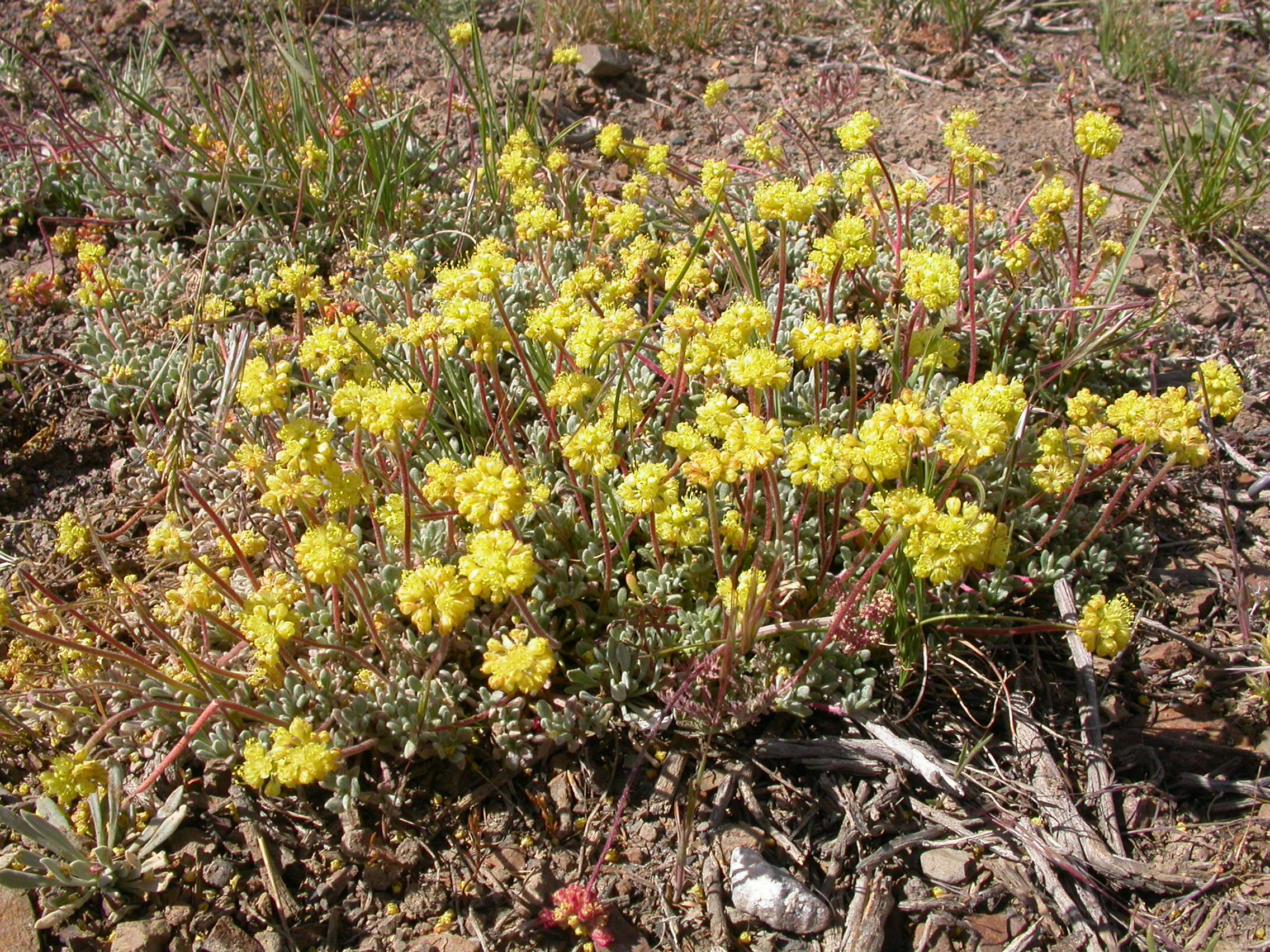 Imagem de Eriogonum caespitosum Nutt.