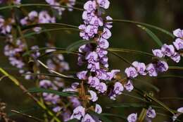 Hovea asperifolia I. Thomps.的圖片