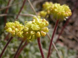 Imagem de Eriogonum caespitosum Nutt.