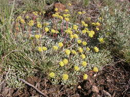 Imagem de Eriogonum caespitosum Nutt.