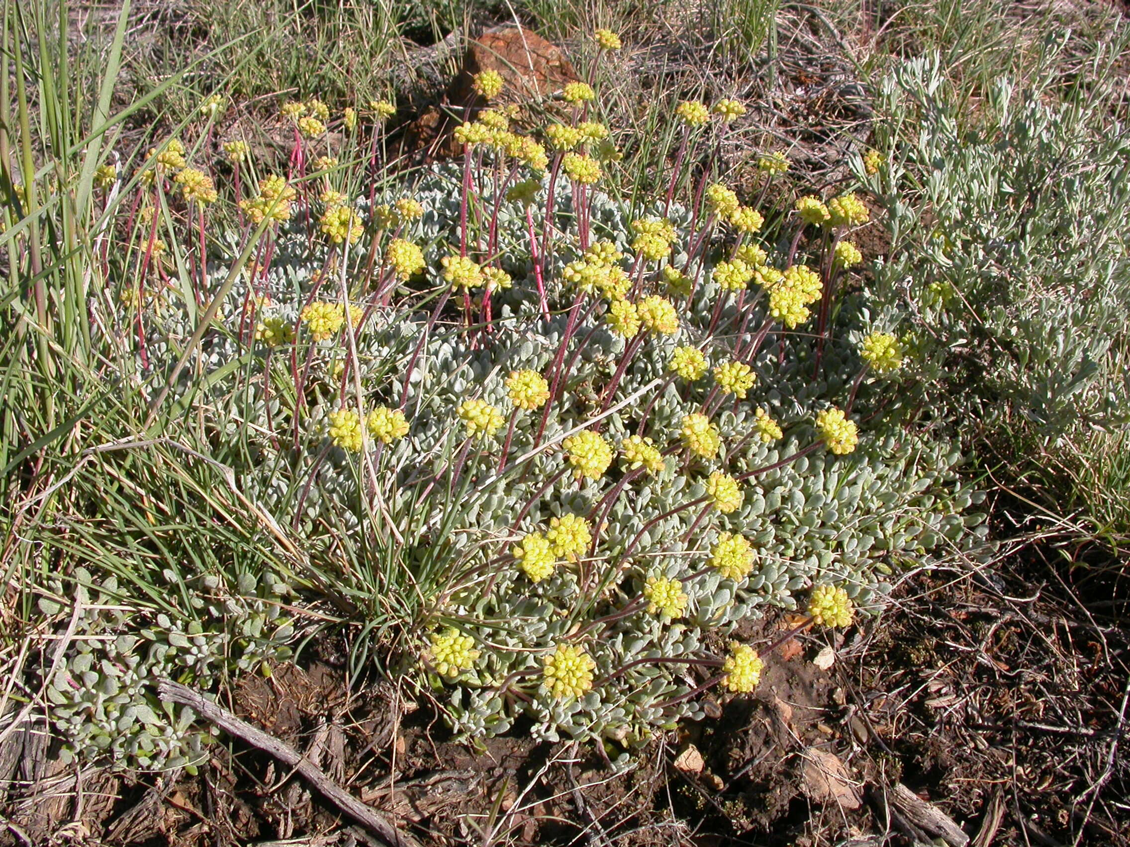 Imagem de Eriogonum caespitosum Nutt.