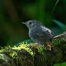 Image of Rock Tapaculo