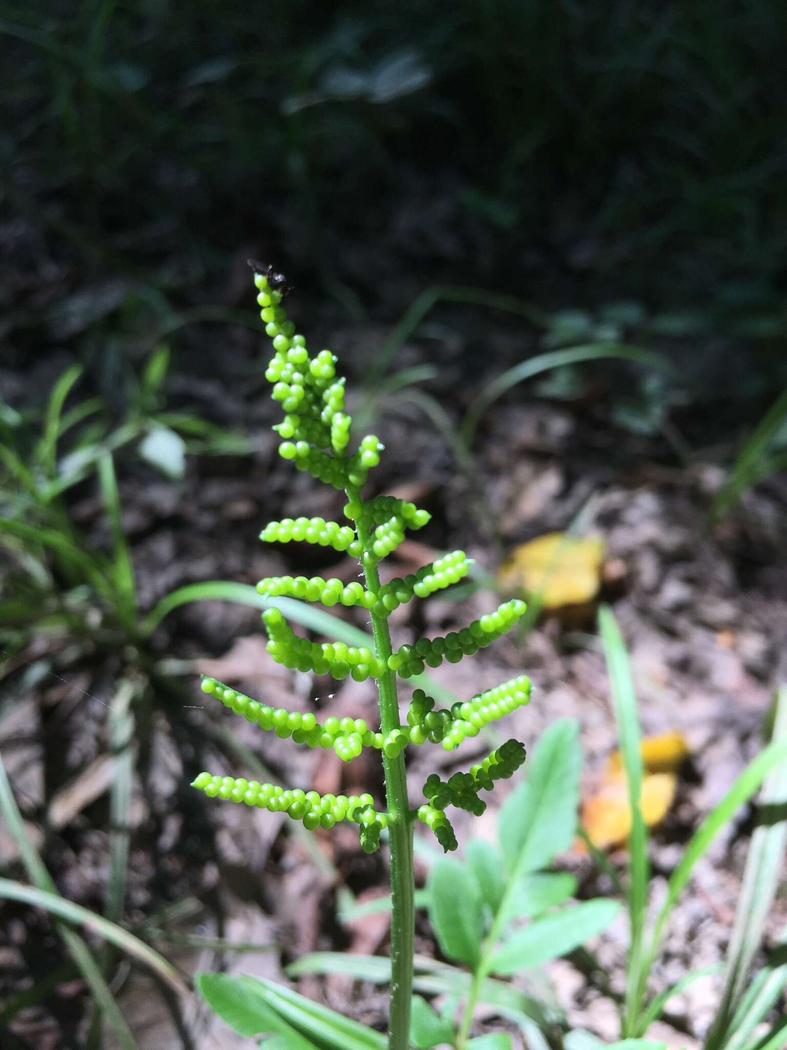 Sivun Sceptridium biternatum (Savigny) Lyon kuva