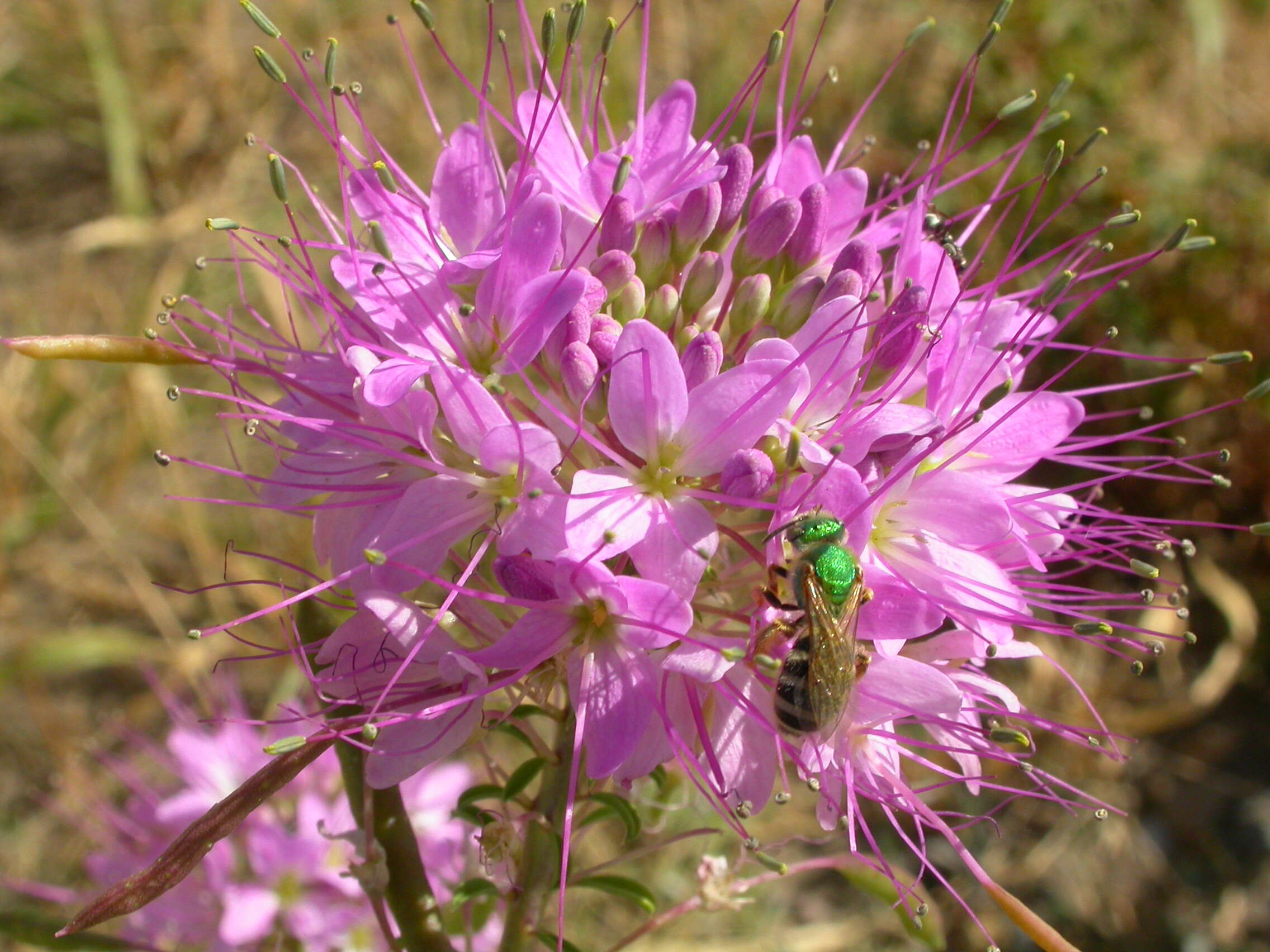 Image of Metallic Green Bees