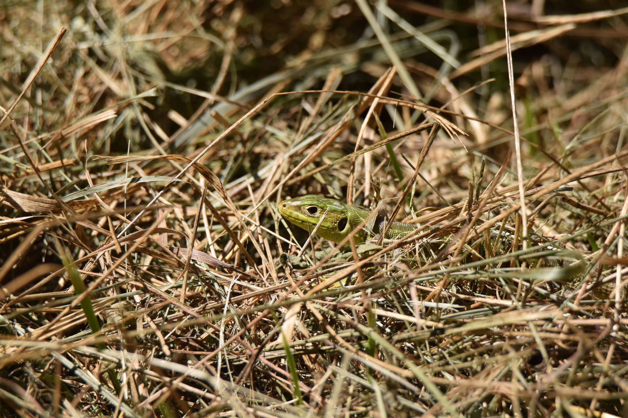 Image of Lacerta bilineata bilineata Daudin 1802