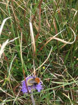 Imagem de Bombus muscorum (Linnaeus 1758)