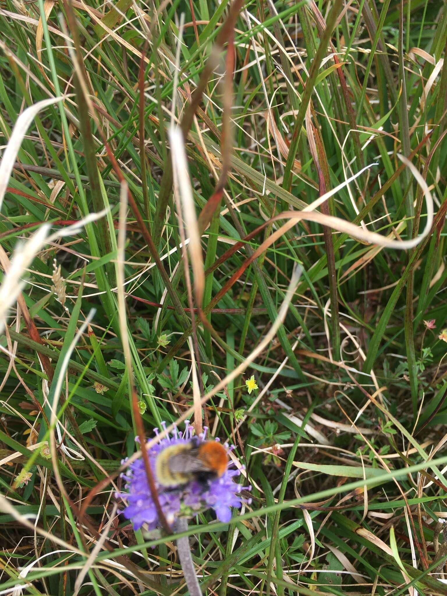 Imagem de Bombus muscorum (Linnaeus 1758)