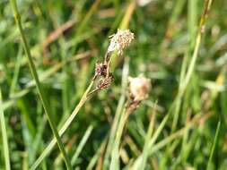 Imagem de Carex spectabilis Dewey