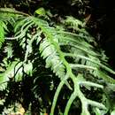 Image of Austroblechnum lechleri subsp. lechleri