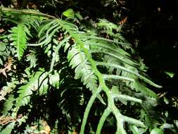 Sivun Austroblechnum lechleri subsp. lechleri kuva