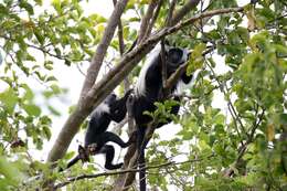 Image of Colobus angolensis palliatus Peters 1868