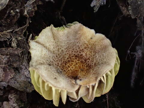 Image of Phylloporus bellus (Massee) Corner 1971