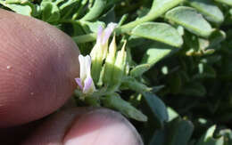 Imagem de <i>Astragalus <i>lentiginosus</i></i> var. lentiginosus