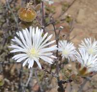 Image of Drosanthemum albiflorum (L. Bol.) Schwant.