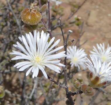 Imagem de Drosanthemum albiflorum (L. Bol.) Schwant.