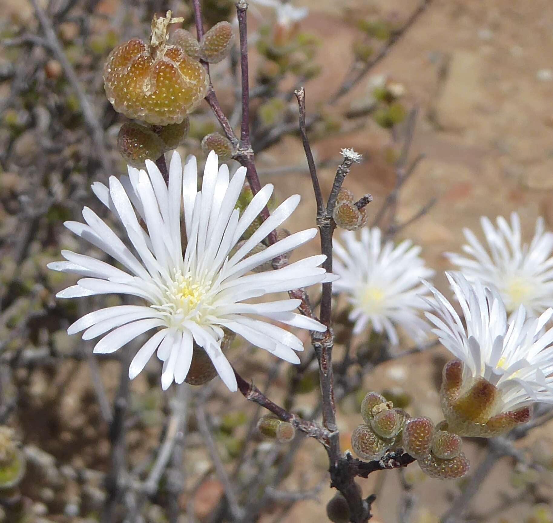 Image of Drosanthemum albiflorum (L. Bol.) Schwant.