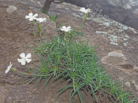 Image of Dianthus basuticus subsp. basuticus